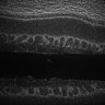 Thumbnail for dataset Fig5_Whole_brain_imaging161_20180411_64208