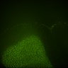 Thumbnail for dataset Fig6_Whole_brain_imaging_20180328_103324