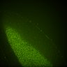 Thumbnail for dataset Fig6_Whole_brain_imaging2_20180328_104120