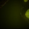 Thumbnail for dataset Fig6_Whole_brain_imaging3_20180328_104525