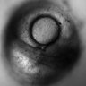 Thumbnail for 258-Oginuma-EmbryoDev
