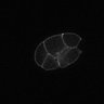 Thumbnail for 20-Azuma-WormMembrane