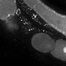 Thumbnail for 12-Takayama-Oocyte