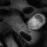 Thumbnail for 276-Murai-CellularDyn