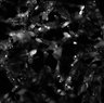 Thumbnail for 282-Ohgushi-StemCell