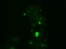 Thumbnail for 327-Okuzumi-synuclein
