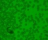 Thumbnail for 368-Yabushita-Decitabine