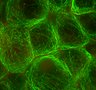 Thumbnail for 59-Yano-MicrotubuleImmuno