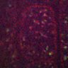 Thumbnail for 411-Yoshinari-BorateTransporter