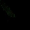 Thumbnail for 474-Yoshinari-NucleiAutofluoNIR