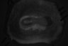 402-Tasaka-parentOFCactivity thumbnail