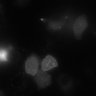Thumbnail for 129-Komatsu-ERKBiosensorActivity