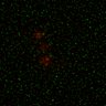 Thumbnail for 72-Kyogoku-CytoplasmNucDyn