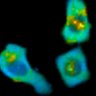 Thumbnail for 180-Watabe-Biosensoractivity