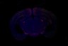 Thumbnail for 199-Ichimura-MulticellularDyn