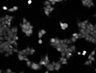 Thumbnail for 253-Shimauchi-CalciumIonDyn