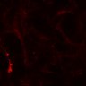 Thumbnail for 219-Konishi-CalciumIonDyn